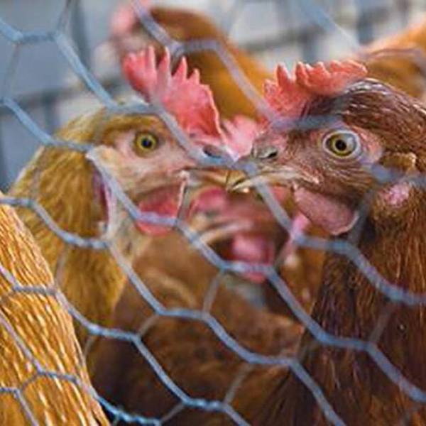 Wire Poultry Netting