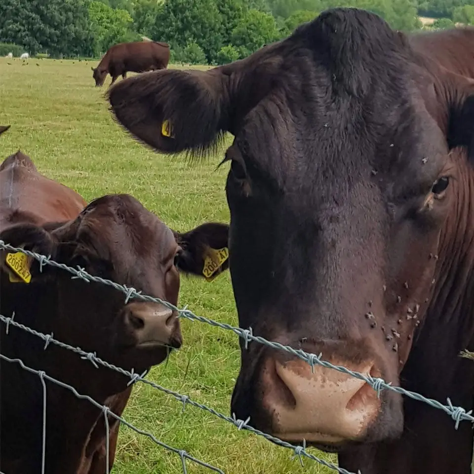 High Tensile Barbed Wire